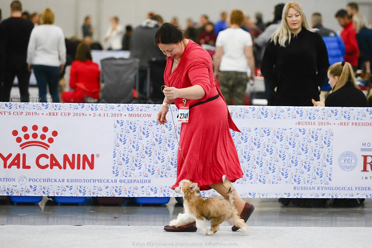 Poale Ell Chen. Chinese Crested Dog Kennel Poale Ell