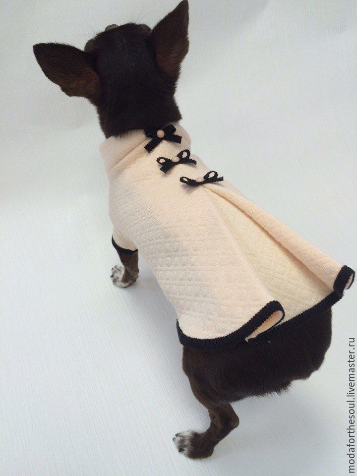 31 марта и 4 апреля — одёжка для кошки и анораки для собаки!. Школа для девочек во Владивостоке — Само Совершенство