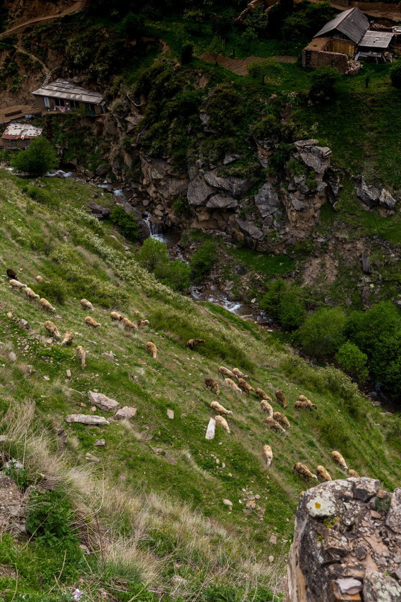 Животные. Photomantis