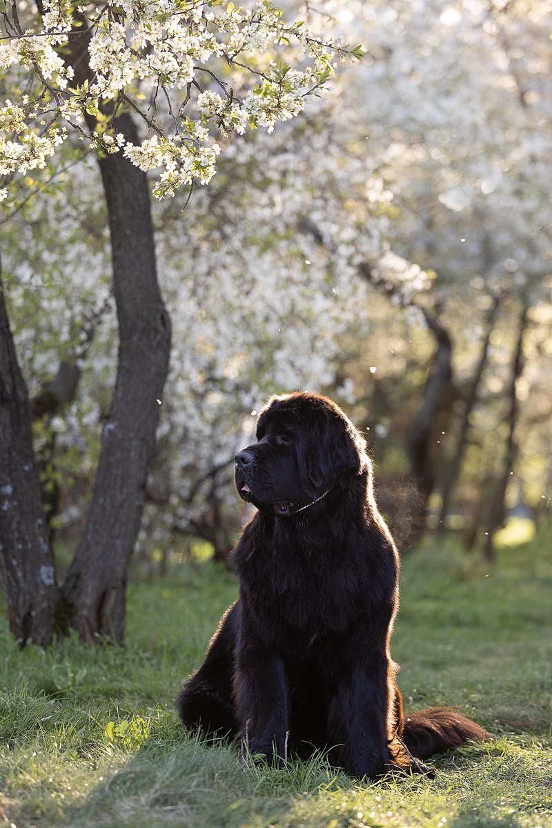 Ньюфаундленды и брохольмер в цветущем саду. Фотограф-анималист Natalia Deingel | Фотосъемка собак в Москве