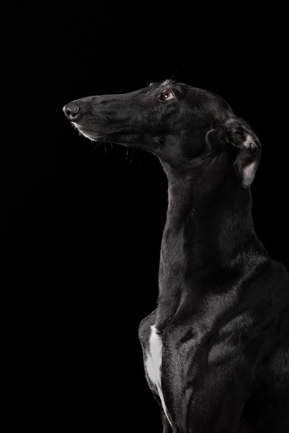 Небольшой отчёт о том, как прошли студиные фото дни. Фотограф-анималист Natalia Deingel | Фотосъемка собак в Москве