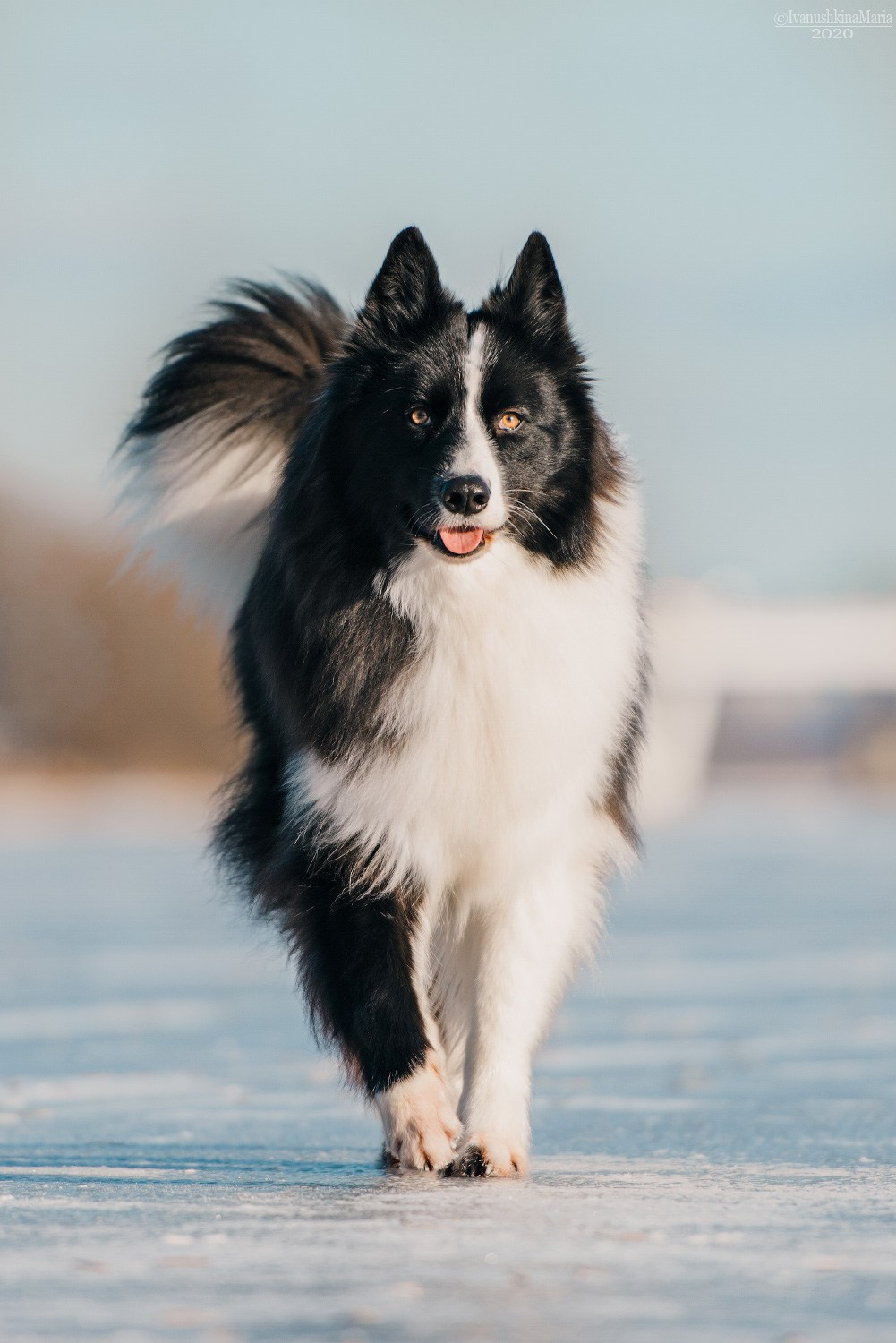 Фотограф-анималист. Фотограф собак в Москве и Московской области Иванушкина Мария