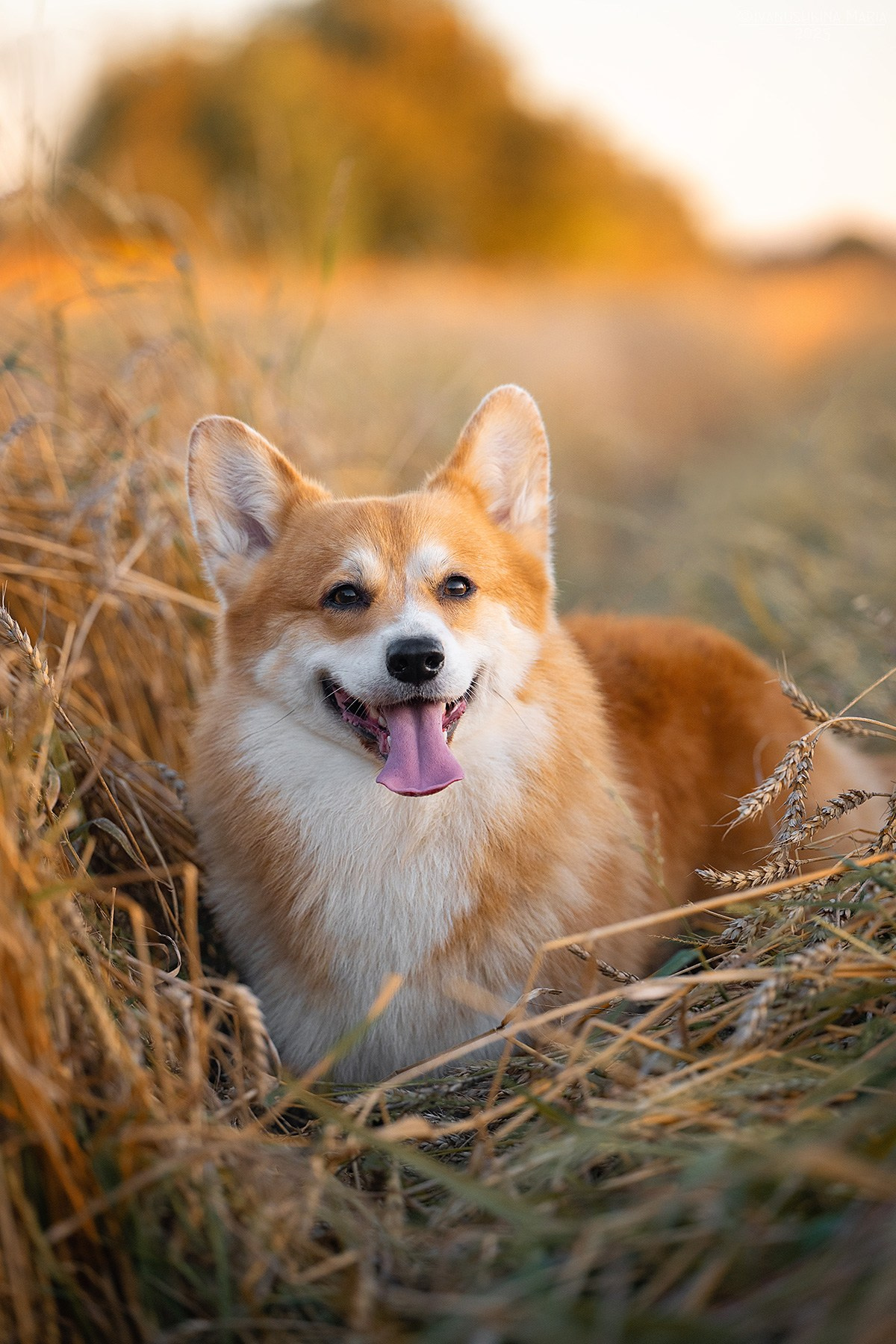 Фотограф-анималист. Фотограф собак в Москве и Московской области Иванушкина Мария