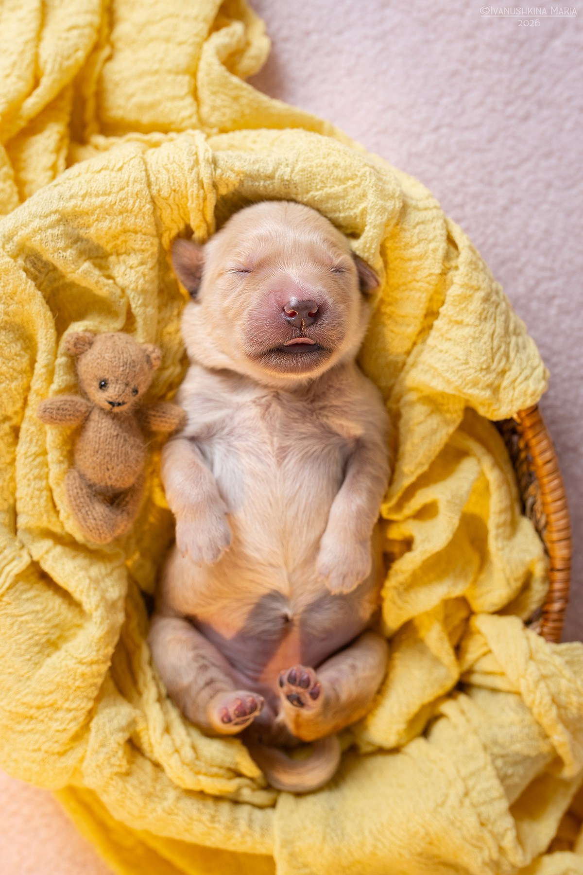 Ньюборн фотосессия щенков. Фотограф собак в Москве и Московской области Иванушкина Мария
