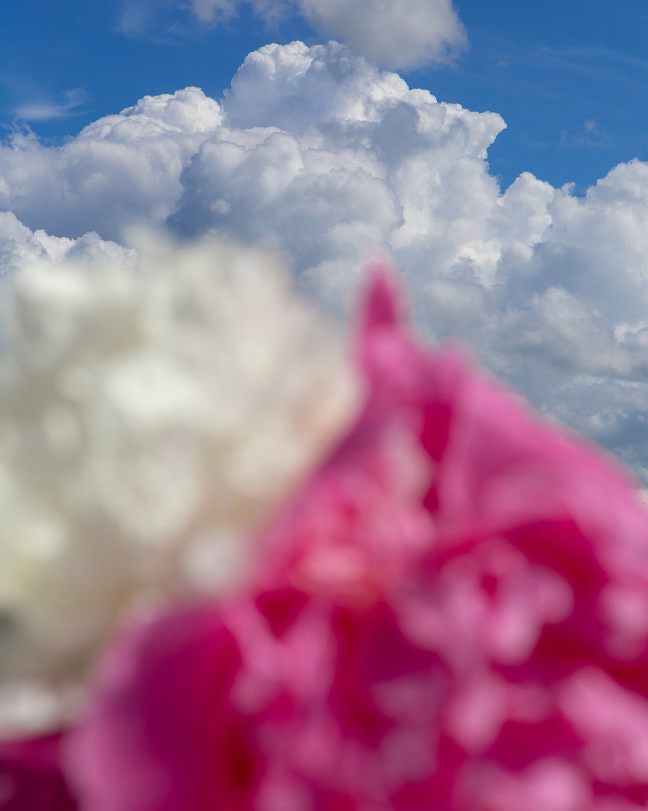 Условная ботаника. Фотографии Саши Любина