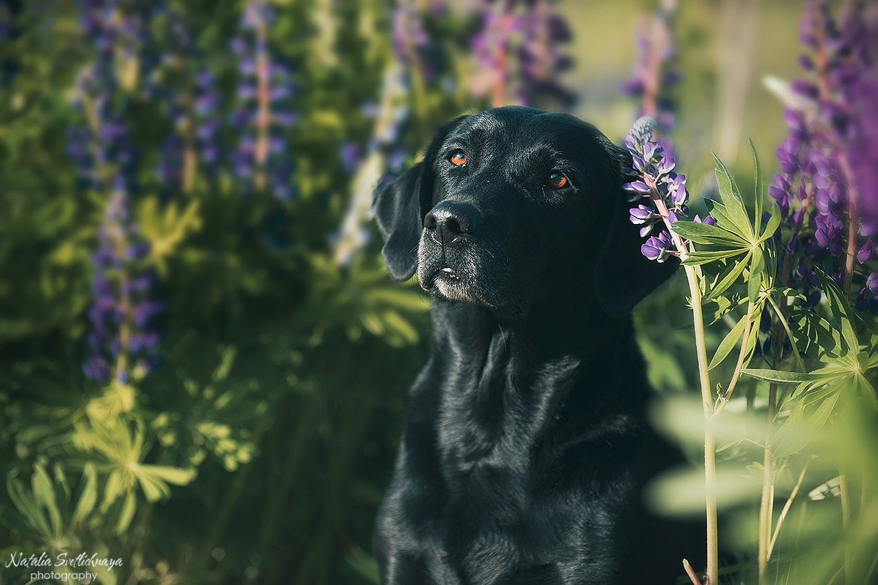 Лабрадоры в люпинах. Фотограф-анималист Наталья Светличная