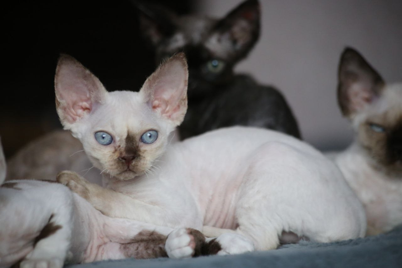 💜DRX h 33 кошка Nevskiy Favorite  Jalina д/р 15.11.25. Nevskiy Favorite — питомник девон-рексов в Санкт-Петербурге. Здоровые, ласковые и редкие котята