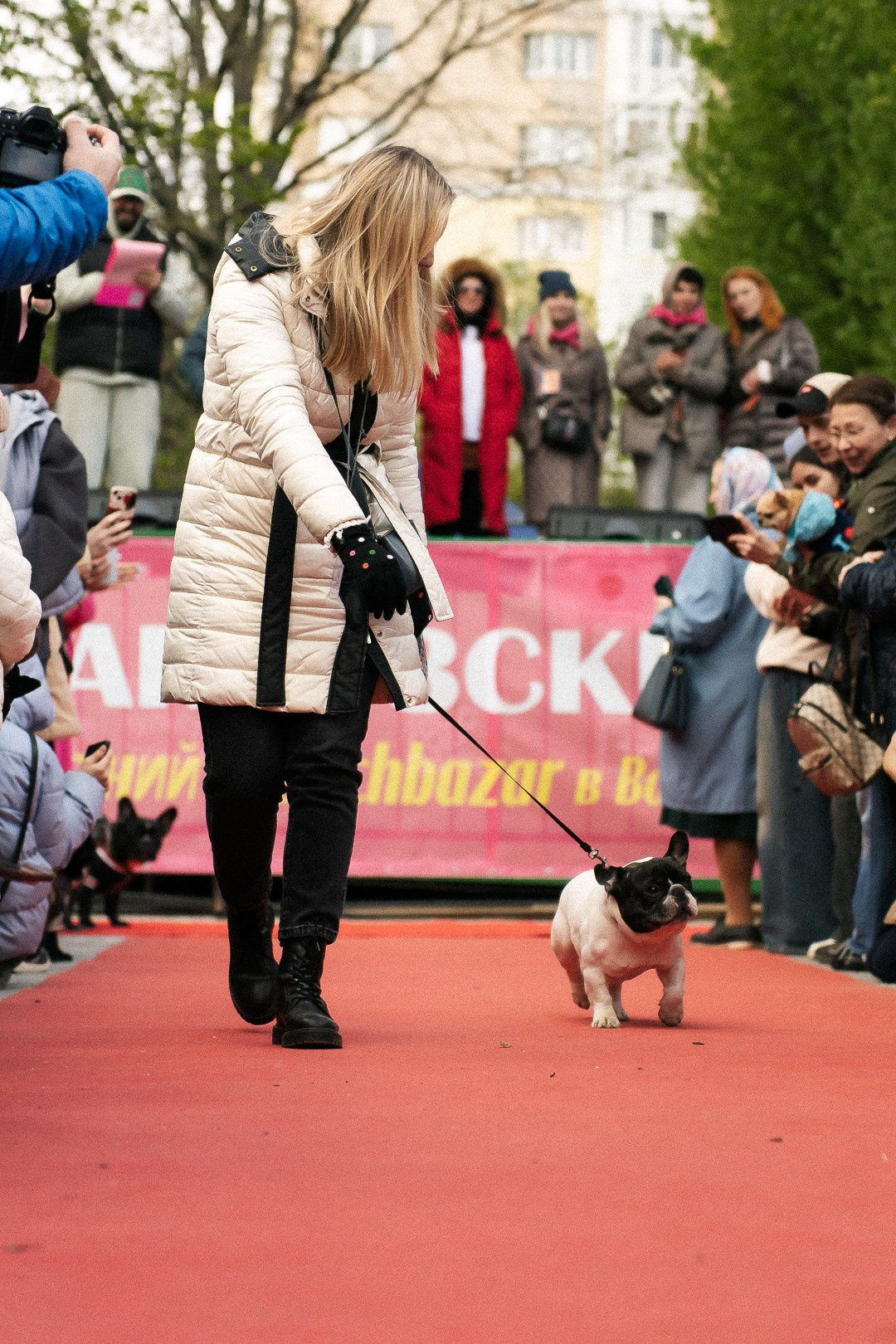 Парад Бульдогов. Axenov_eugene