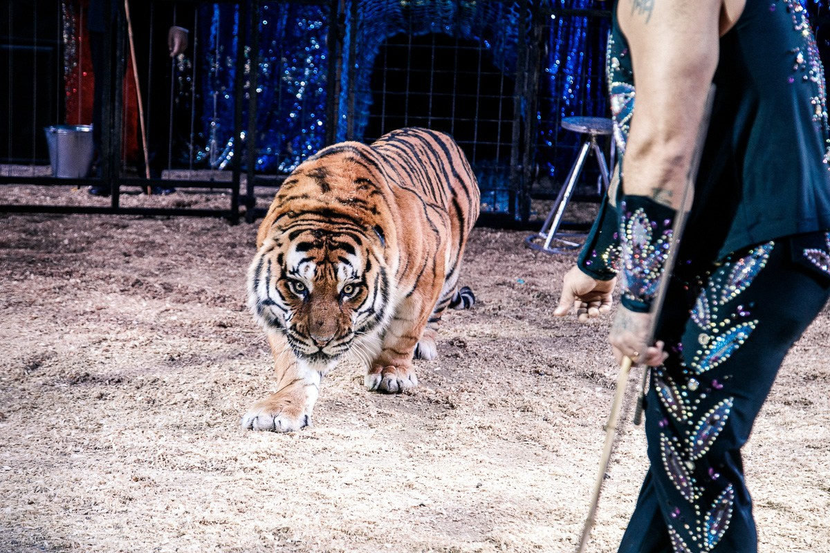 БИЗНЕС КОНТЕНТ. АЛЕКСАНДР ФОКС