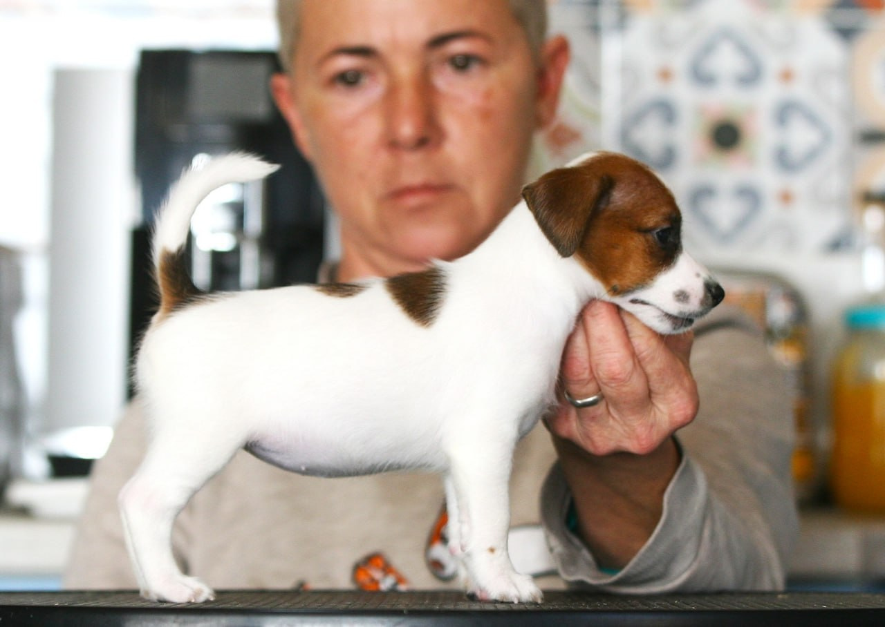 Сука 2. Lovely Orange kennel Jack Russell Terrier FCI/RKF