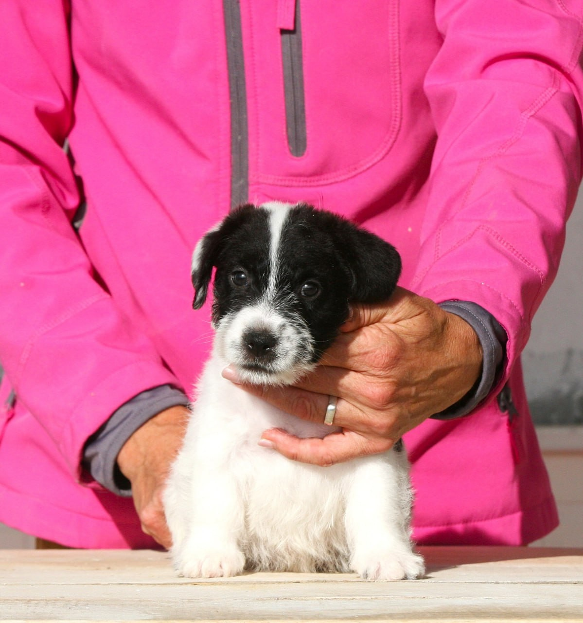 Кобель. Lovely-Orange питомник джек рассел терьеров