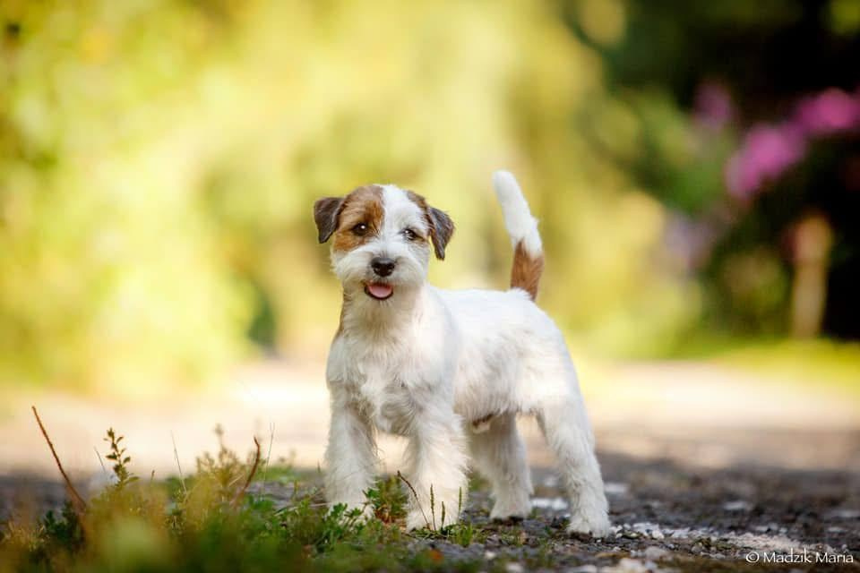 Lovely-Orange Grand Muffin. Lovely-Orange питомник джек рассел терьеров