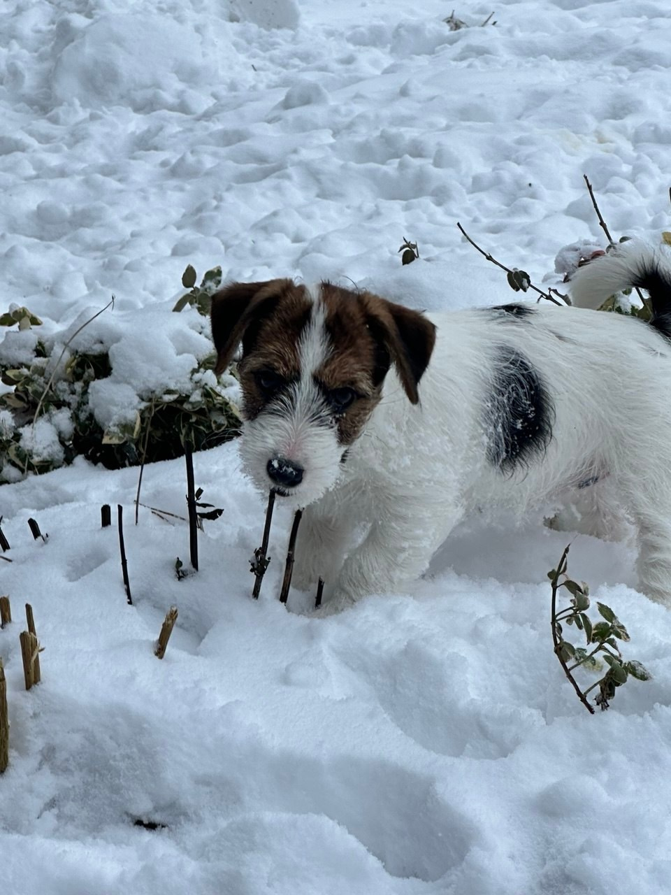 BELIEVE ME. Lovely-Orange питомник джек рассел терьеров