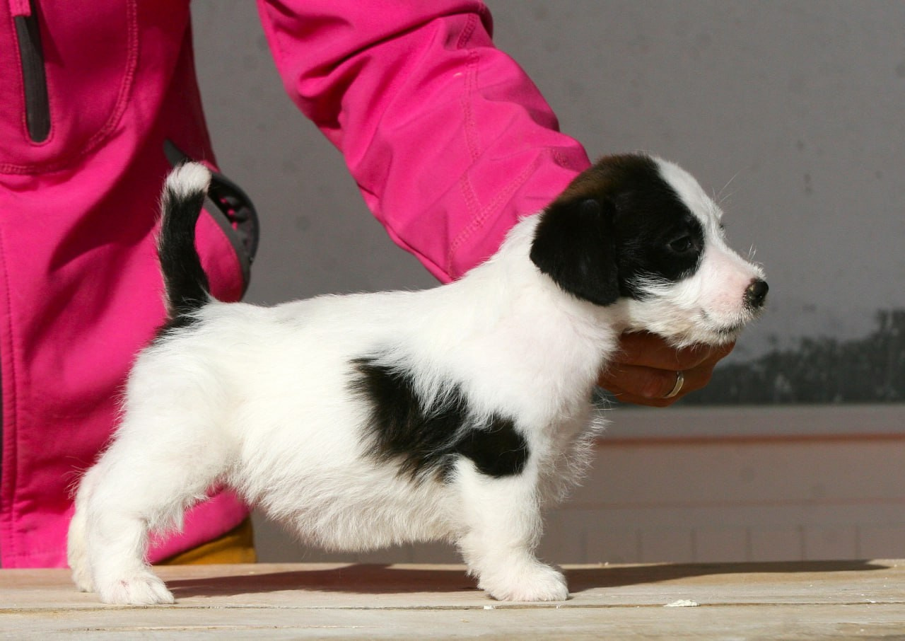 Сука 1. Lovely-Orange питомник джек рассел терьеров