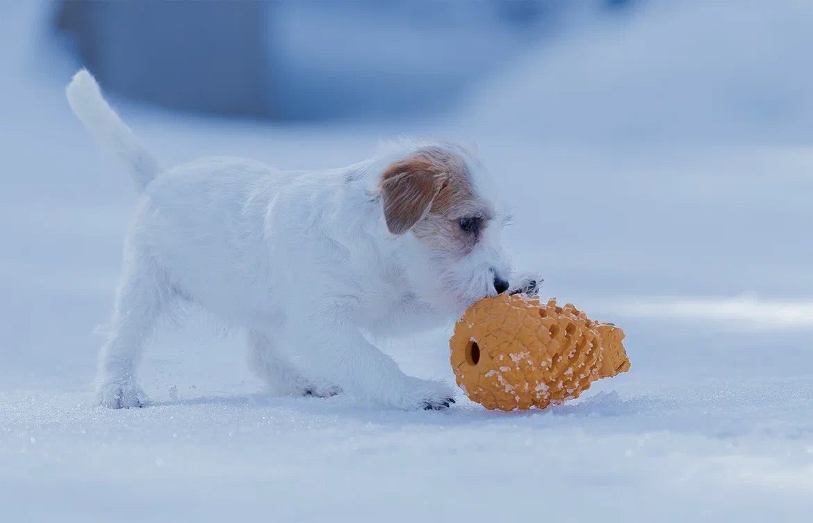 Сука 5. Lovely-Orange питомник джек рассел терьеров