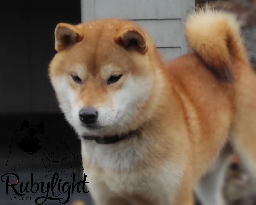 Кобель для вязки сиба Санкт-Петербург питомник Рубилайт Rubylight Тор * Exceligmos Victor