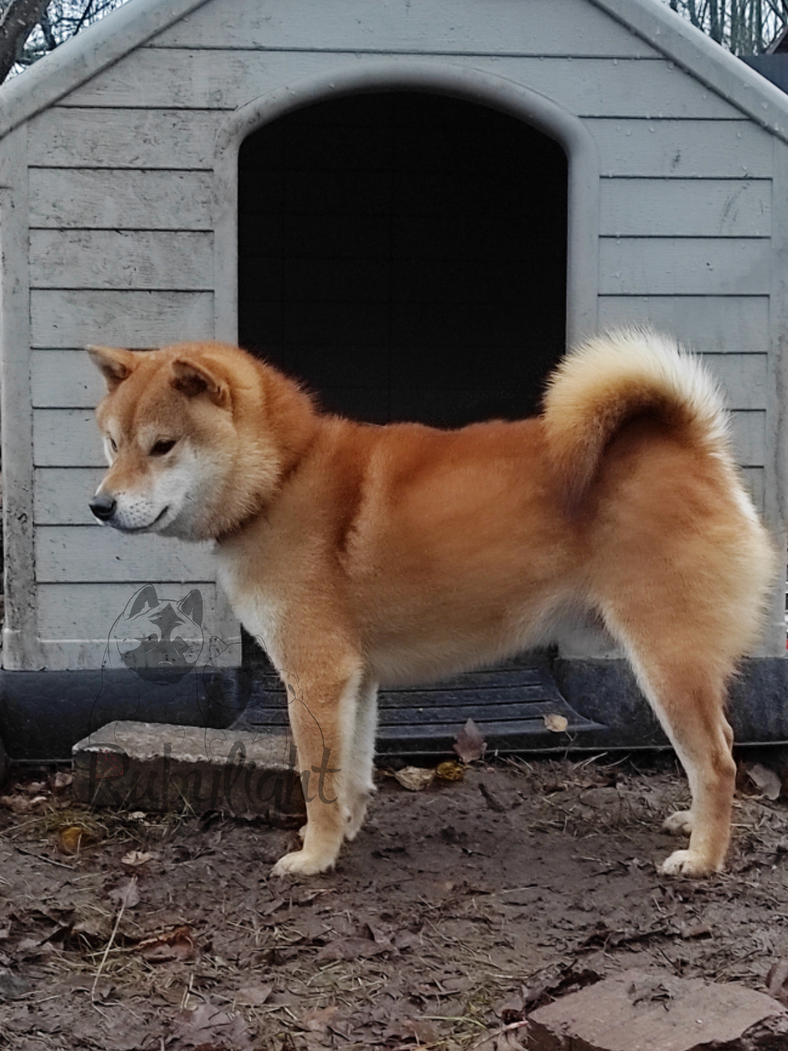 Кобель для вязки сиба Санкт-Петербург питомник Рубилайт Rubylight Тор * Exceligmos Victor