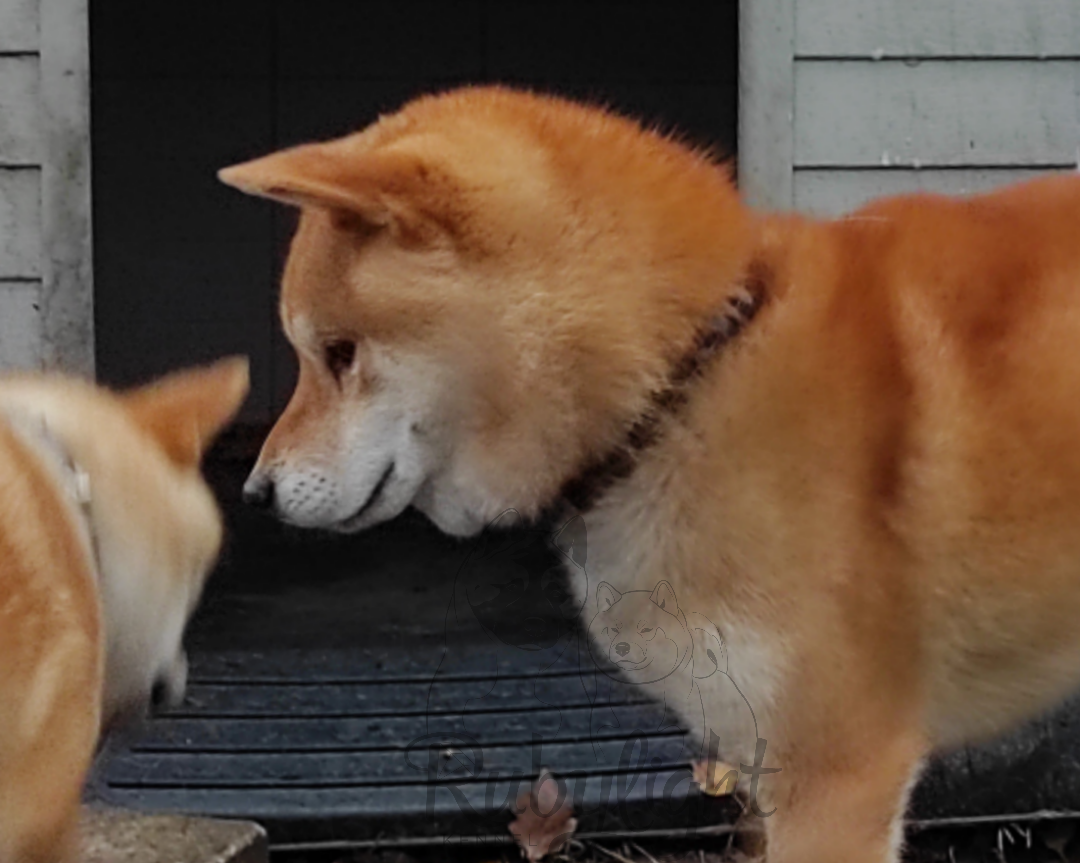 Кобель для вязки сиба Санкт-Петербург питомник Рубилайт Rubylight Тор * Exceligmos Victor