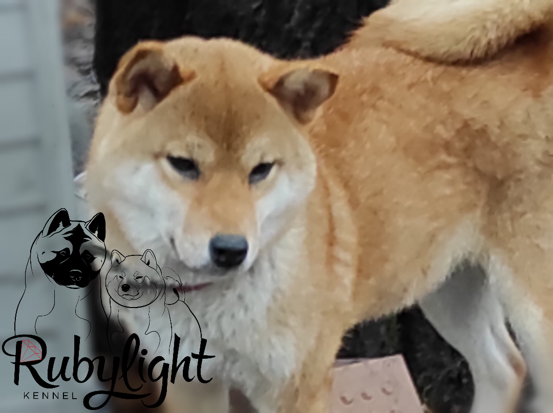 Питомник Рубилайт Сиба Эми* Exceligmos Zaffiro Verde