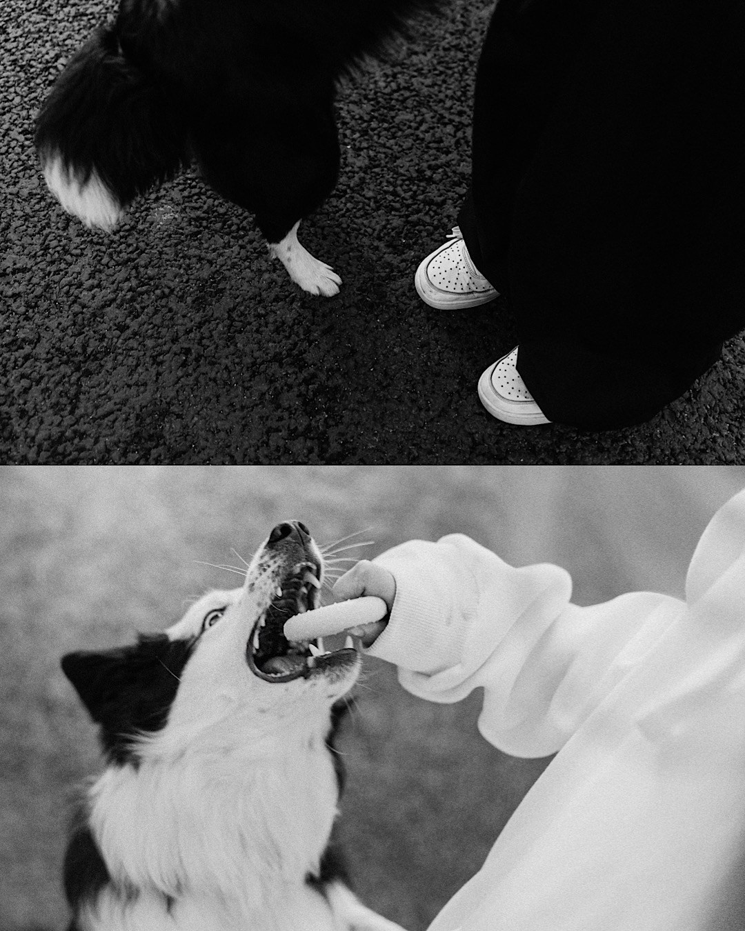 Таня, Дима и Чейси. Фотограф анималист в Москве и Санкт-Петербурге Свиридова Анна