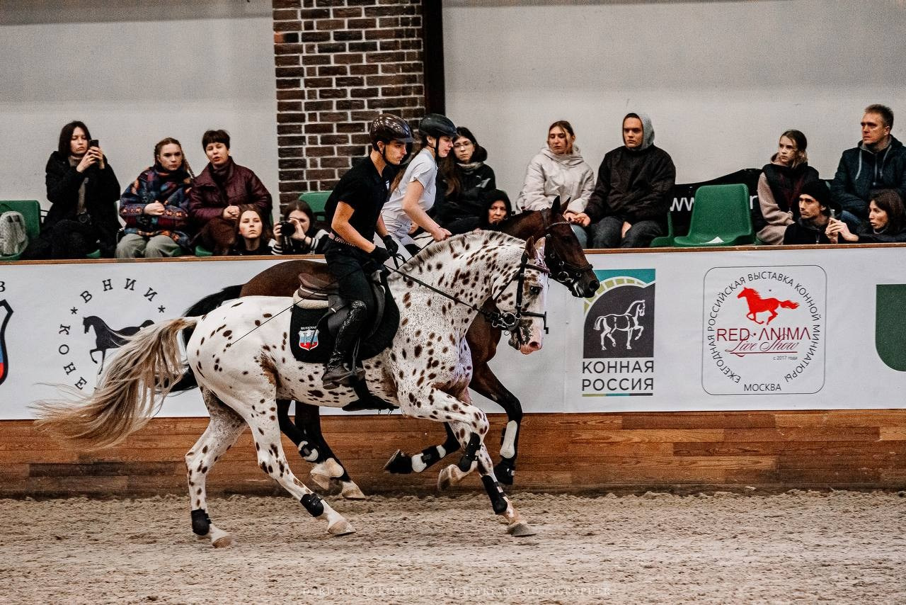 КОННАЯ РОССИЯ 2024. Конный фотограф Куракина Дарья • Фотосессии с лошадьми