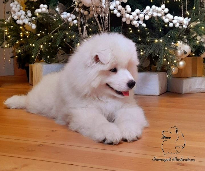 Помет «Р» 04.10.2023 д. р. Самоед Новосибирск