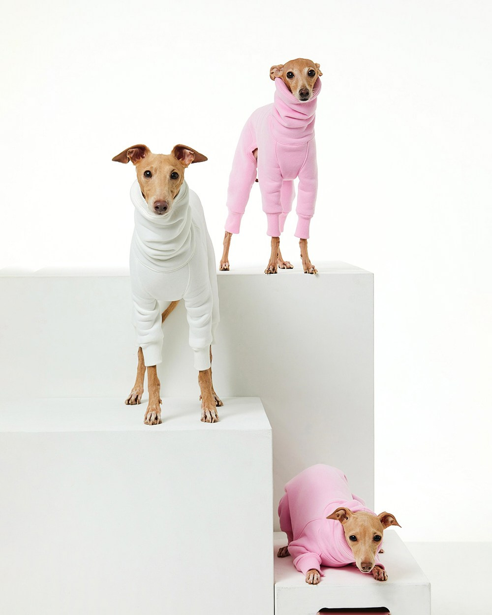 Каталоги. Pets Photography / Фотограф Собак