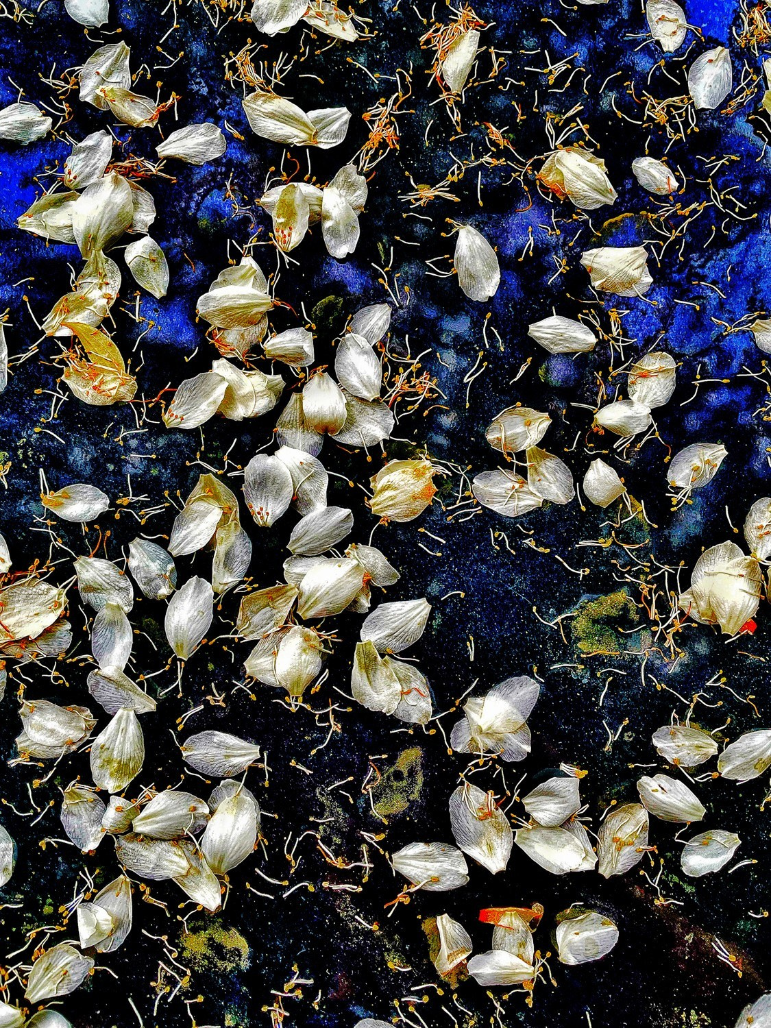 Профессиональный свадебный фотограф в Сочи для вашего идеального дня. Свадебный фотограф в Абхазии, Сухум, Гагра, Сочи