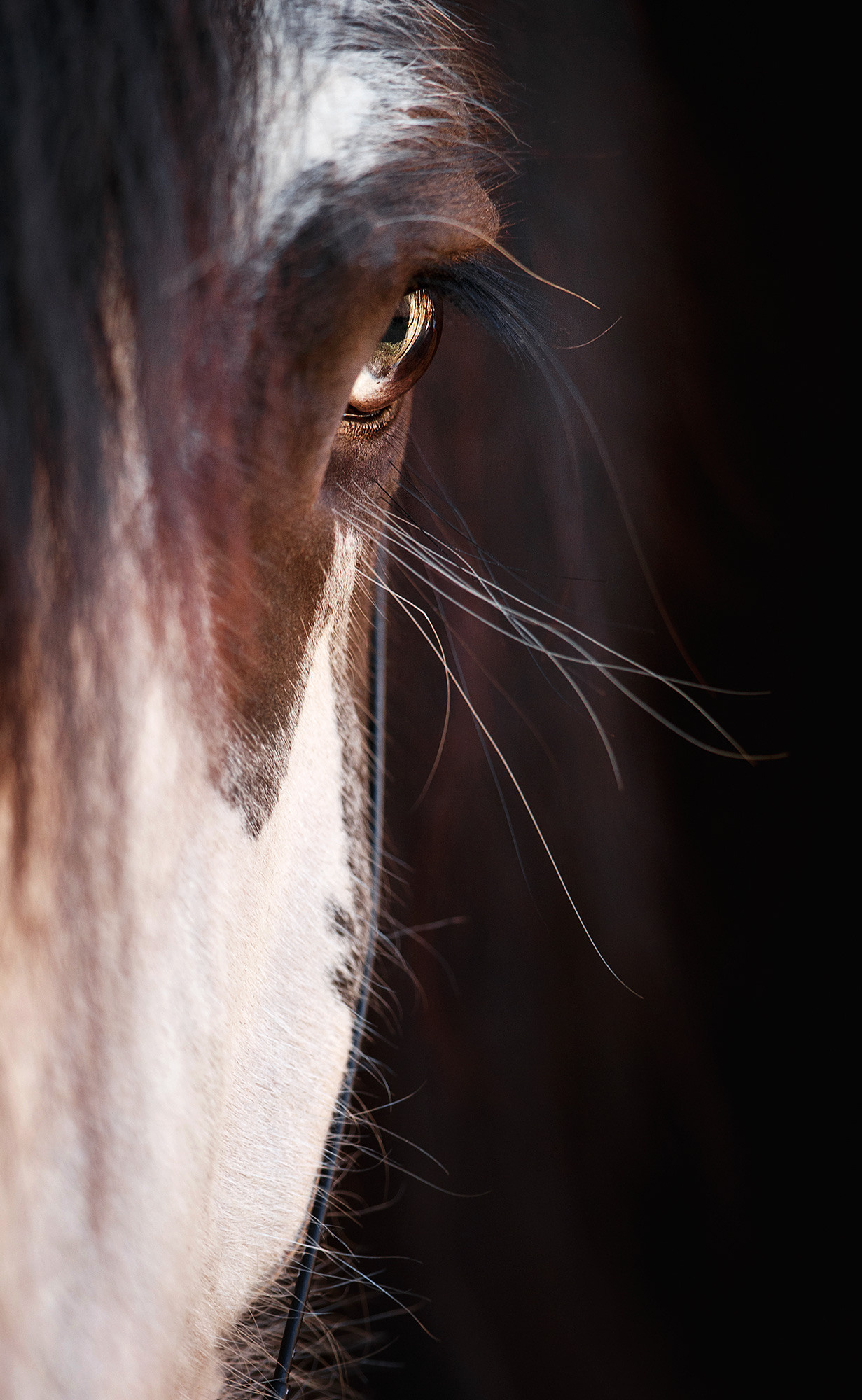 Лошади. Фотограф Анастасия Ветковская, Москва