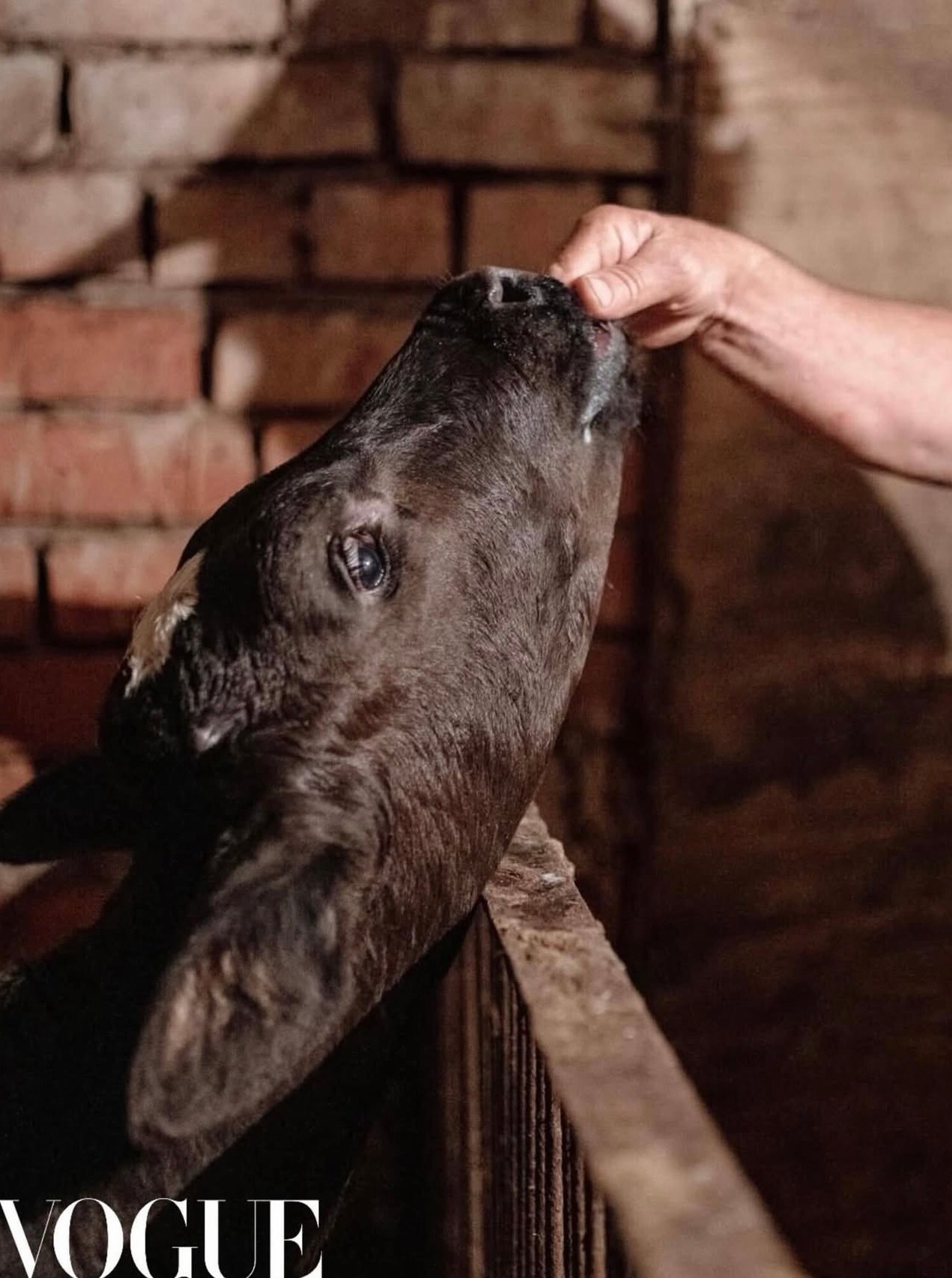 PhotoVogue. Фотографии Лены Соколовой