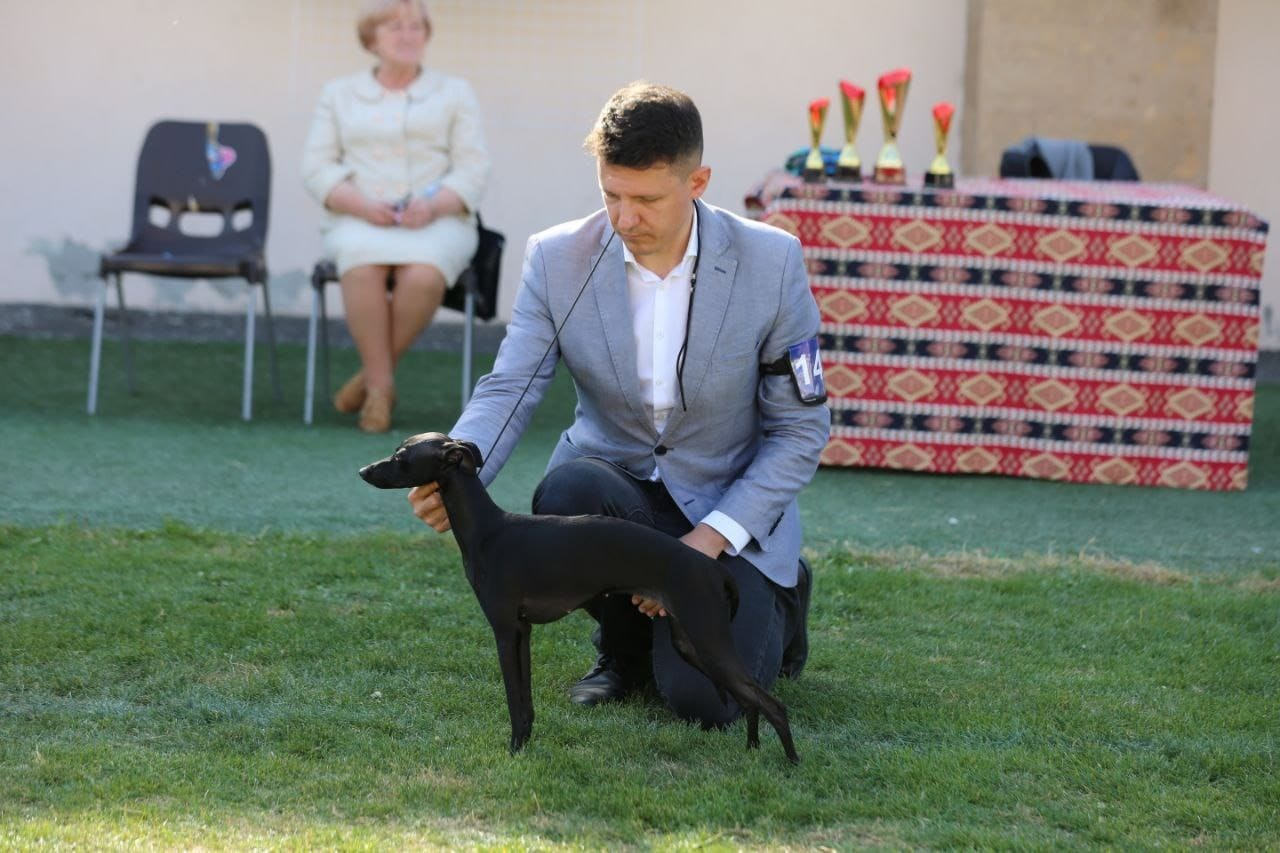 Черный бриллиант. Профессиональный питомник левреток РКФ/FCI ASTI SAPPHIRE 💎 Сочи|Санкт-Петербург