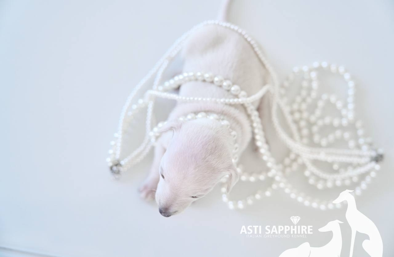 Крем. Профессиональный питомник левреток РКФ/FCI ASTI SAPPHIRE 💎 Сочи|Санкт-Петербург