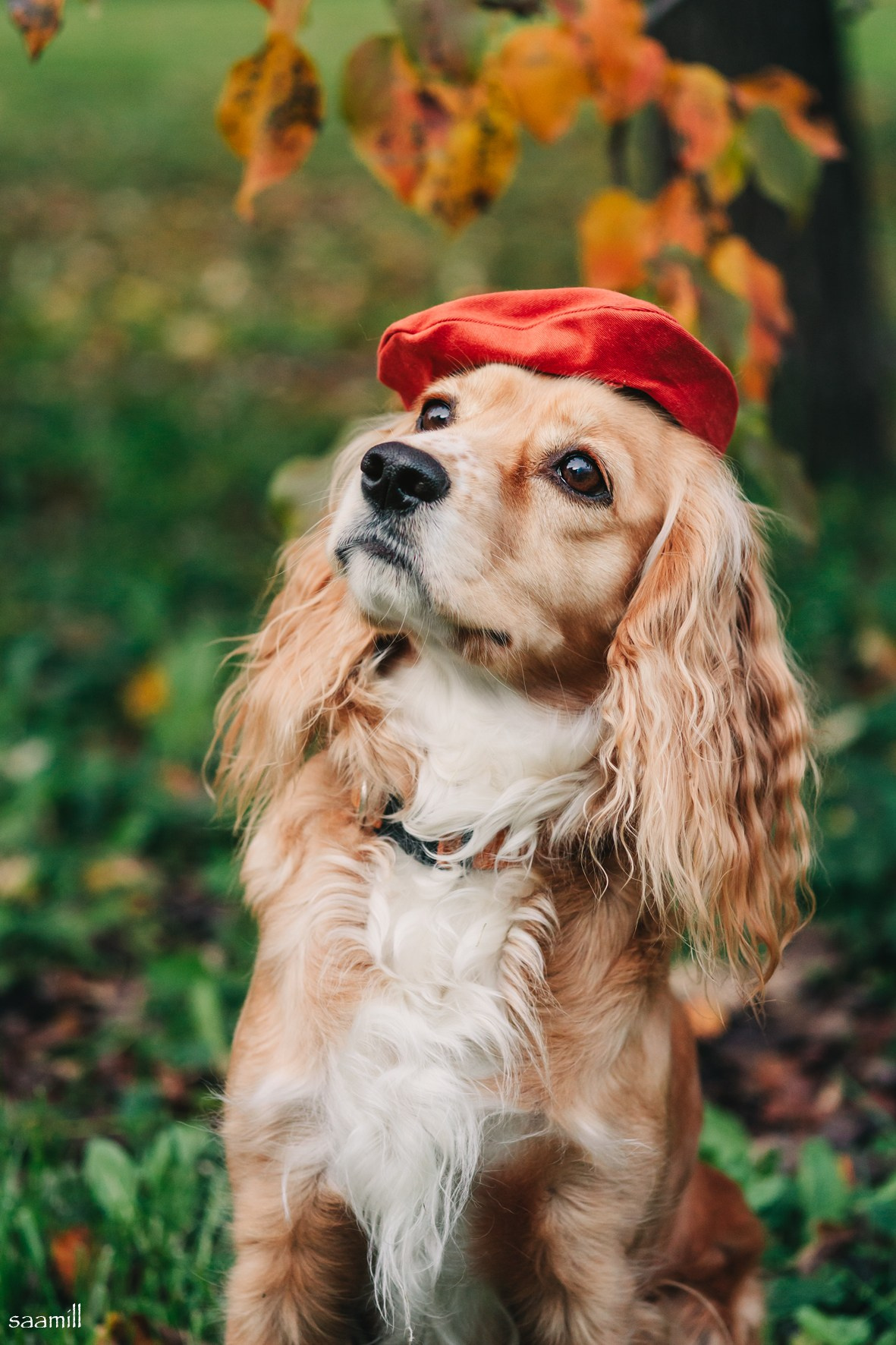 Life with dog. Saamill