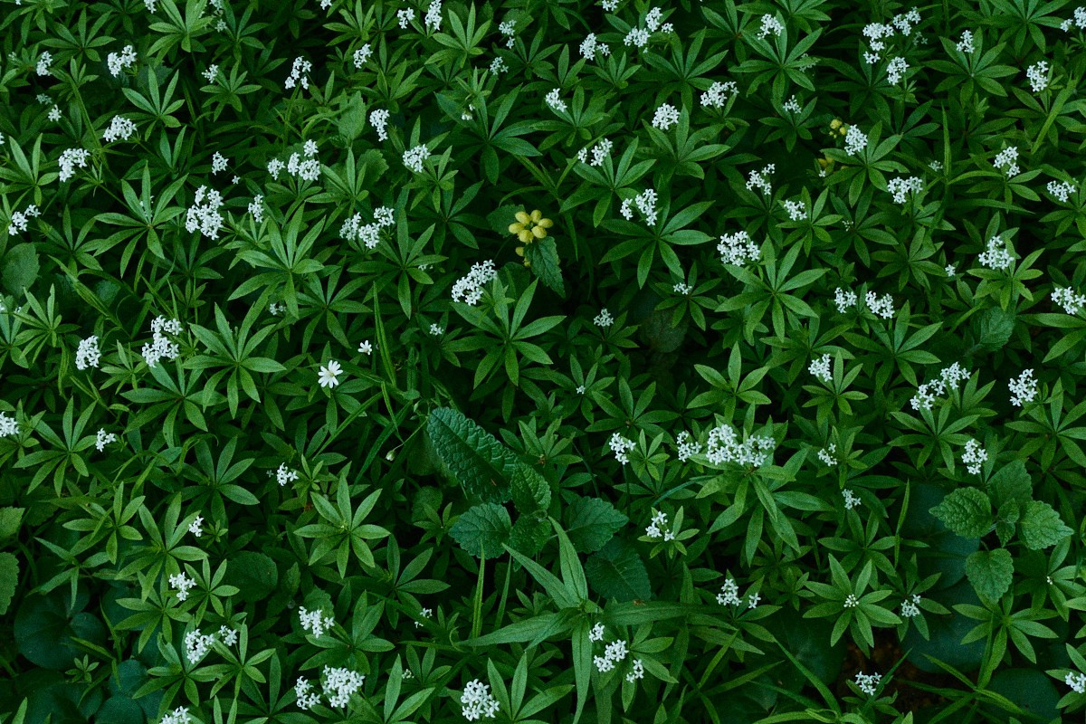 Окна 25. Иван Кобяков