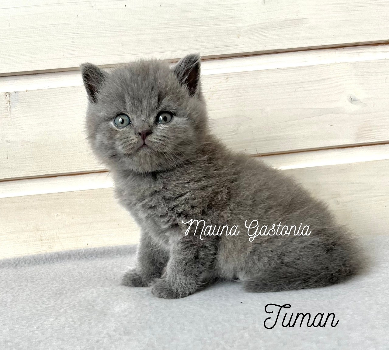 Tuman. Mauna Gastonia