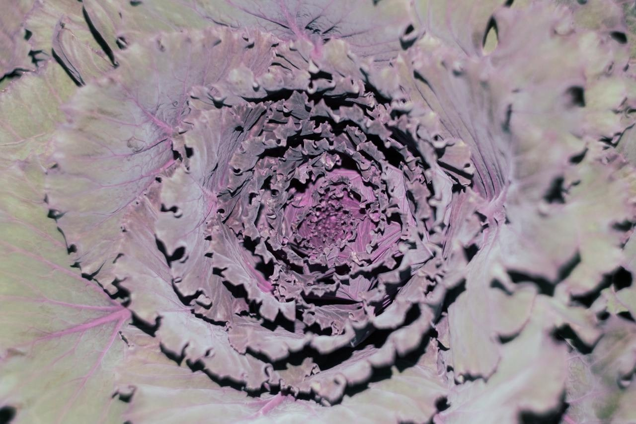 Аптекарский огород. Софа Катастрофа, Одичание. фотохудожница, креативный продюсер, автор. Nude, eros, портретный фотограф