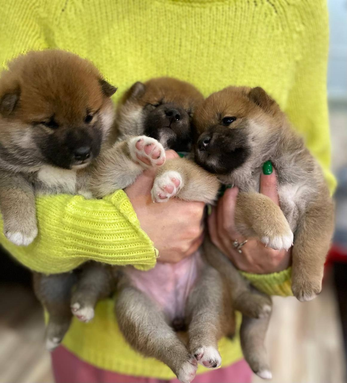 сиба питомник Рубилайт щенки на продажу rubylight  сиба щенки купить СПб Санкт-Петербург