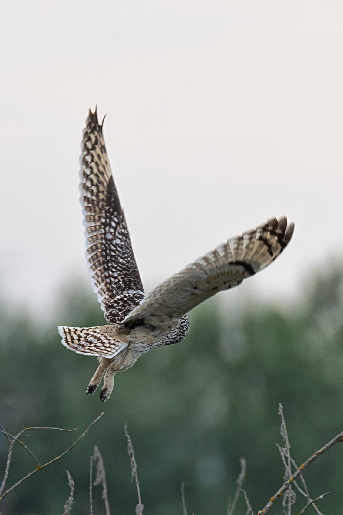 Болотная сова. Photomantis