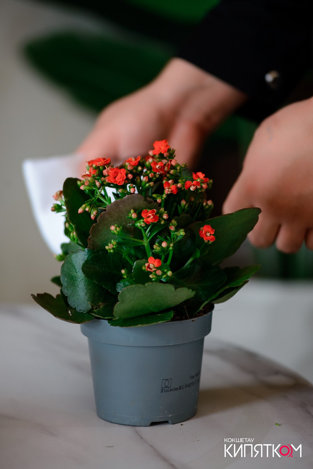 INJIR. КИПЯТКОМ КОКШЕТАУ