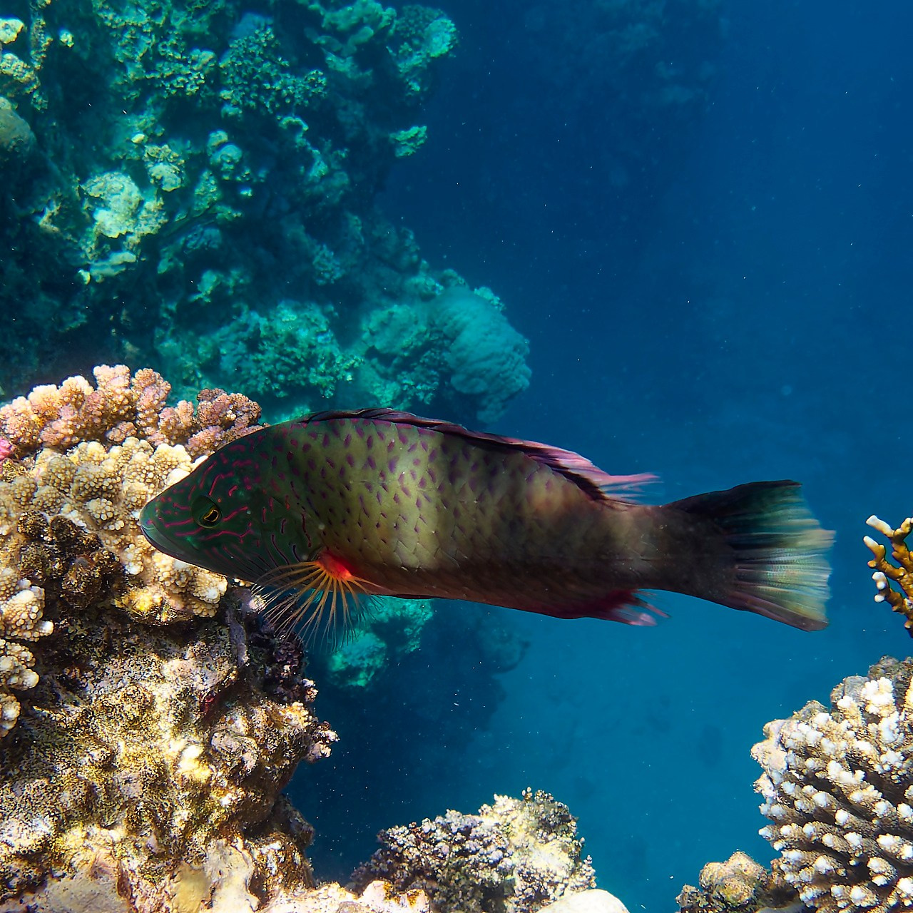 Мне посмотреть. Рыбов показываю
