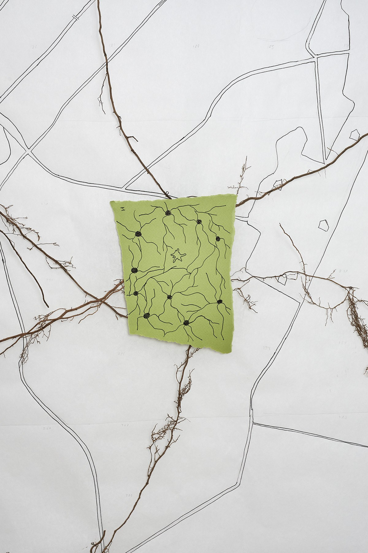 Надя Спетницкая — Межкорневое общение