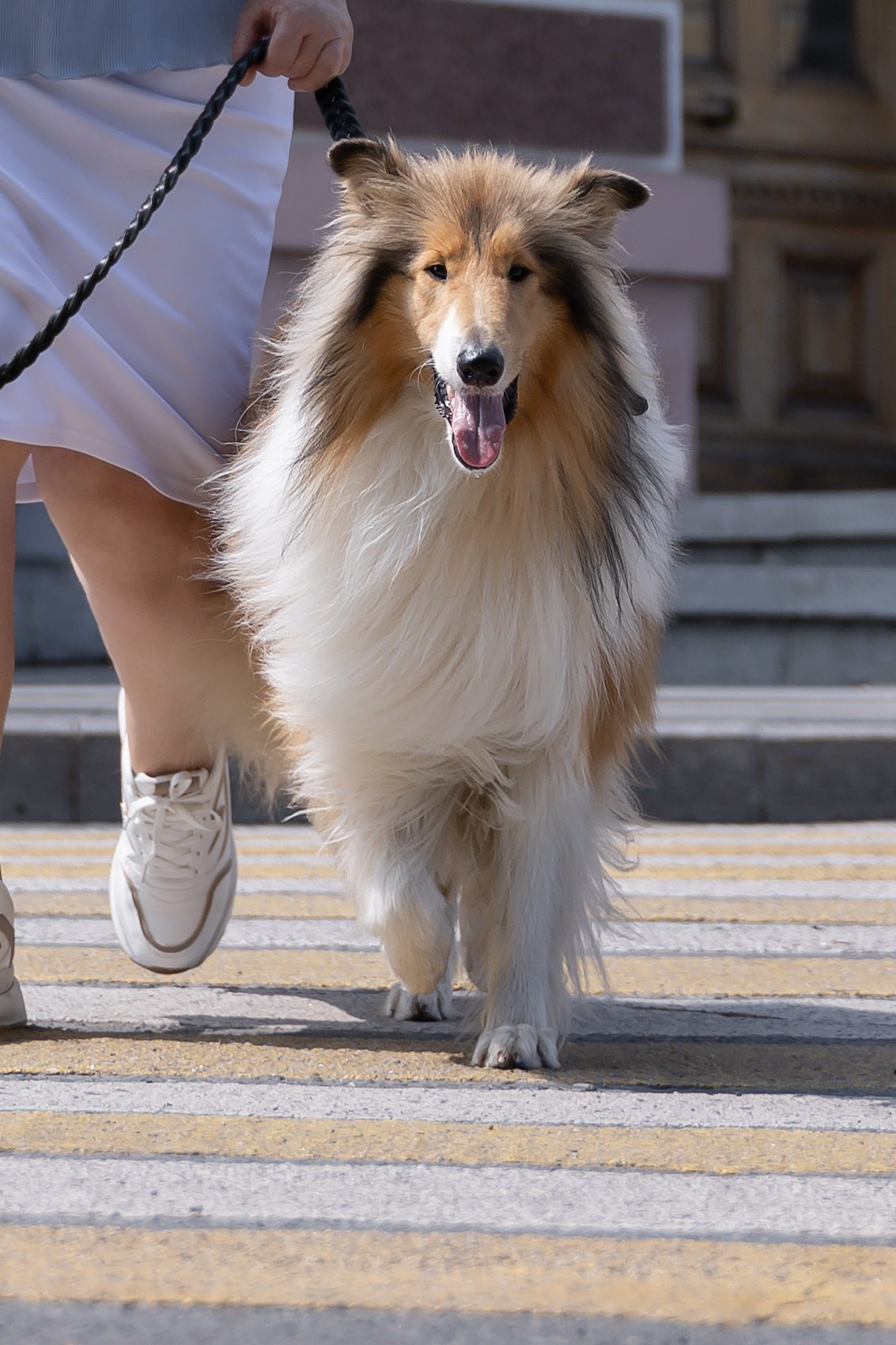 Любимый питомец и вы