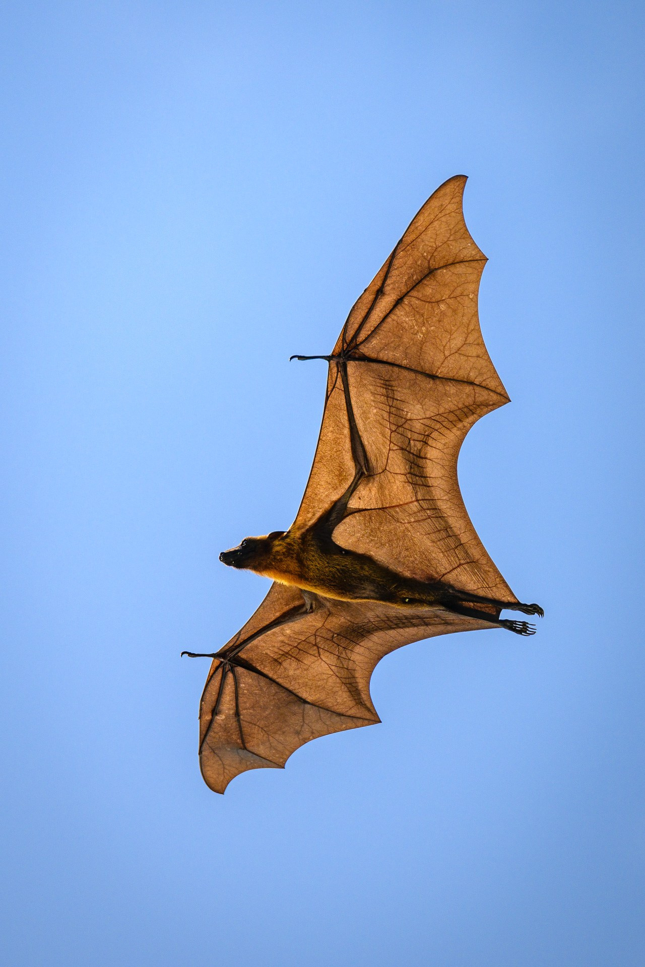 Фотографии макромира для интерьера Вашего дома, квартиры, офиса или да. Авторские стильные фотокартины