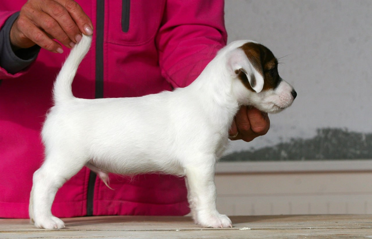 Male 1 light brocken. Lovely-Orange питомник джек рассел терьеров