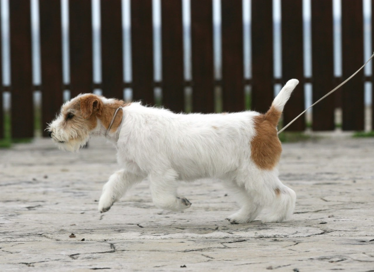 Lovely-Orange Colambina. Lovely-Orange питомник джек рассел терьеров