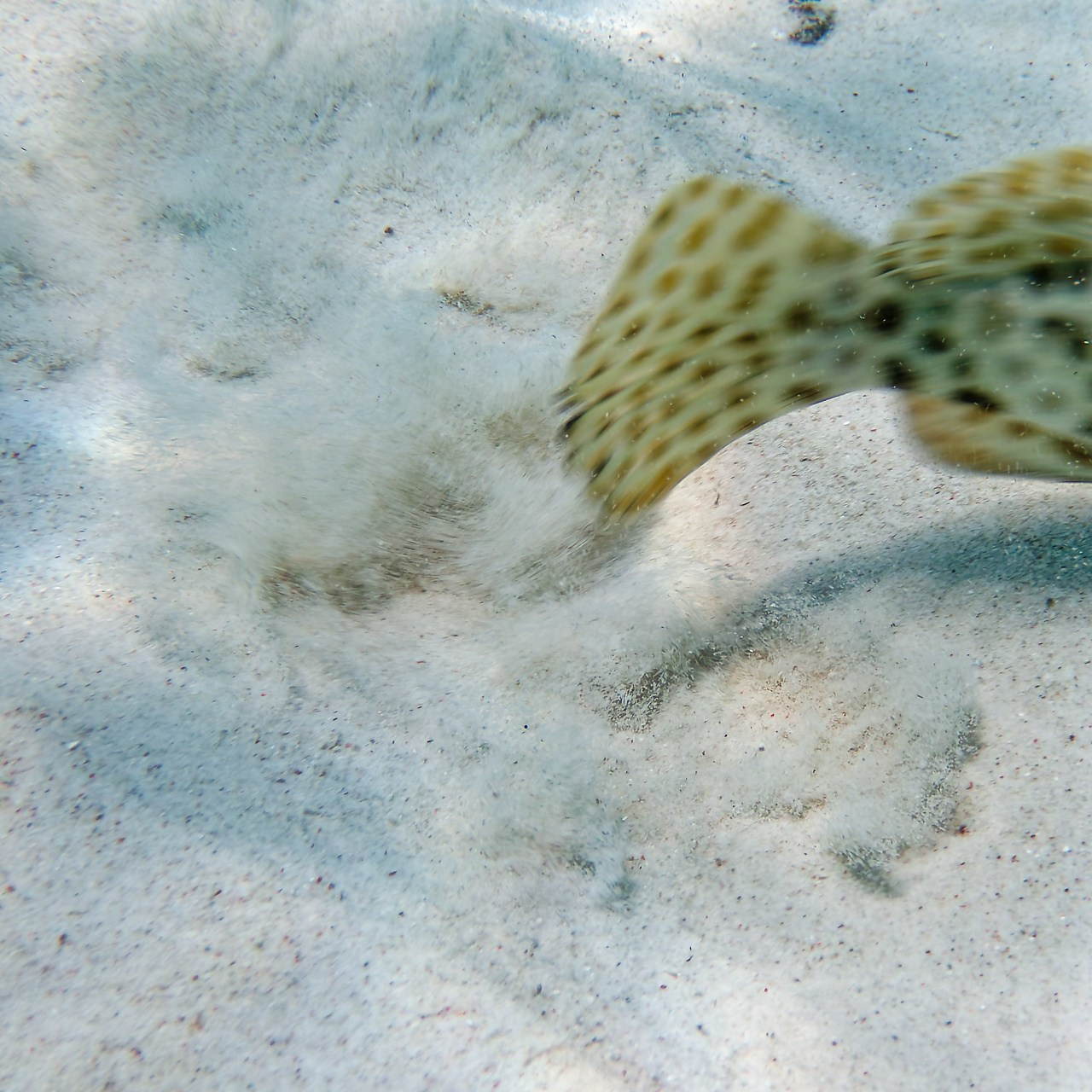 Мне посмотреть. Рыбов показываю
