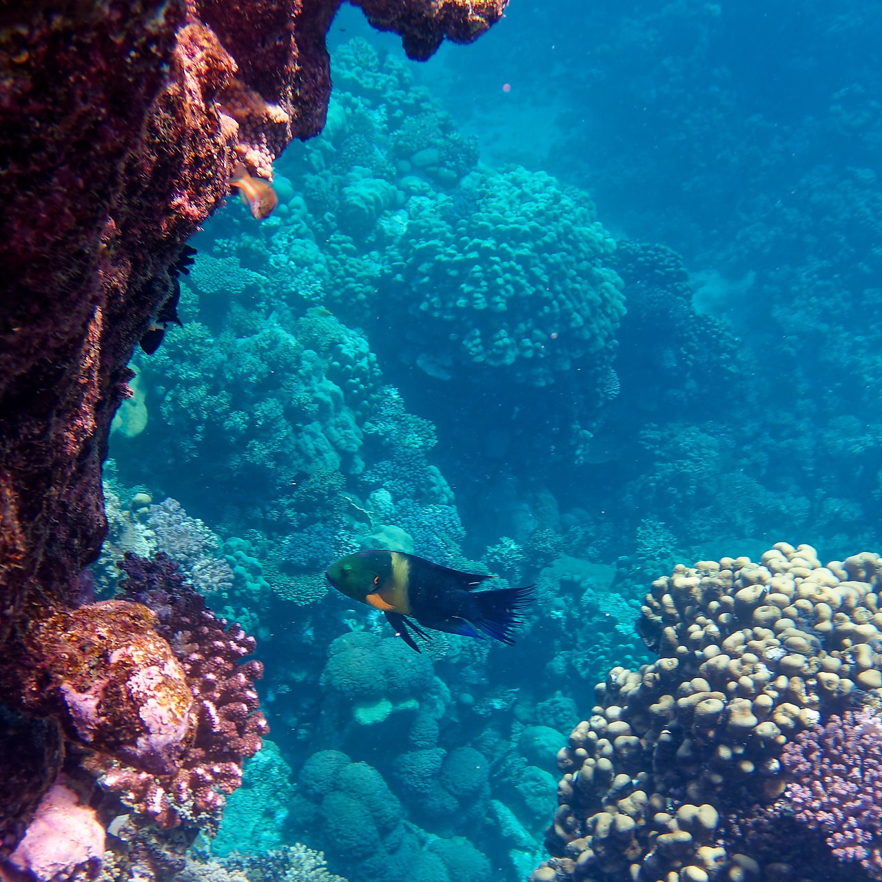 Мне посмотреть. Рыбов показываю