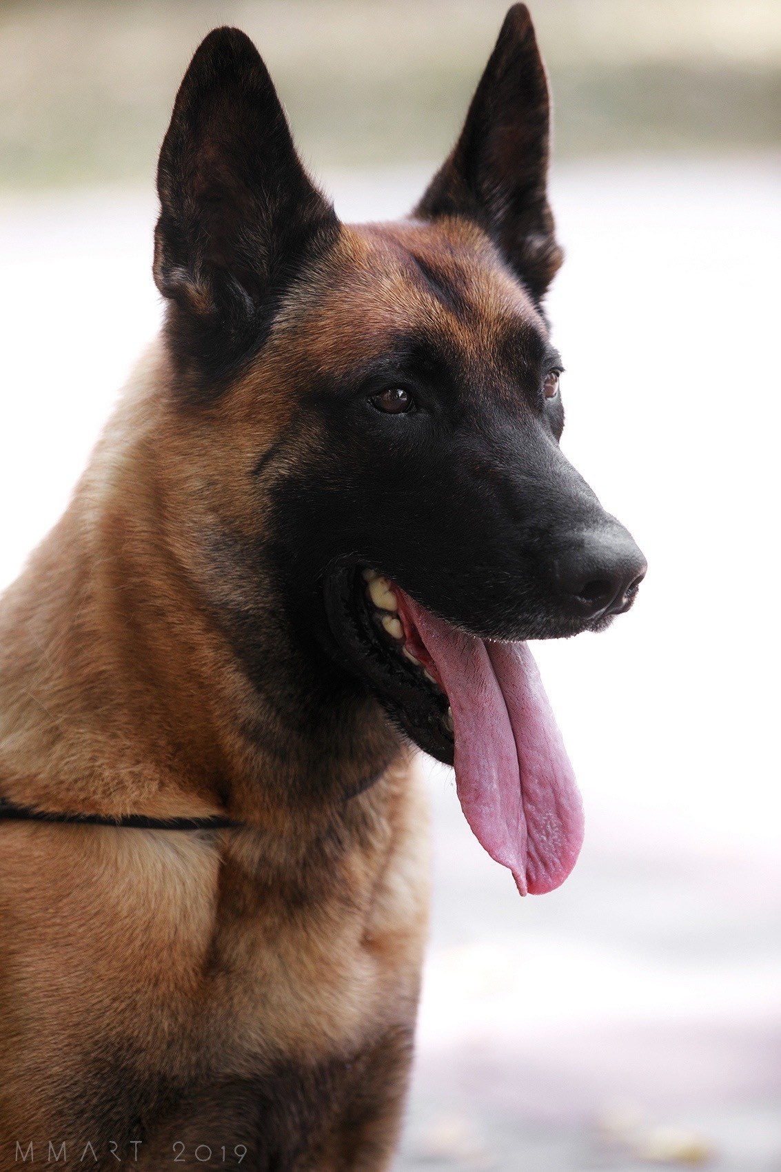 Малинуа в лицах. Фотограф-анималист Mary Mart — Москва, Питер