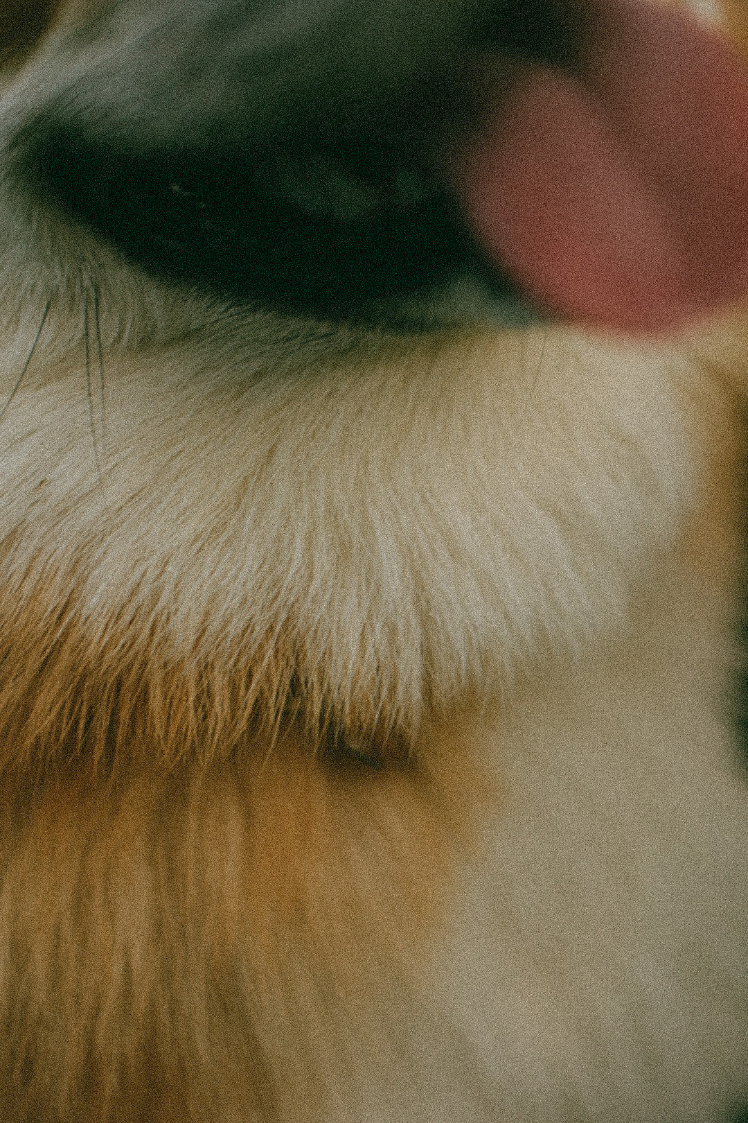 Лиза и Виндзор. Фотограф Нижний Новгород