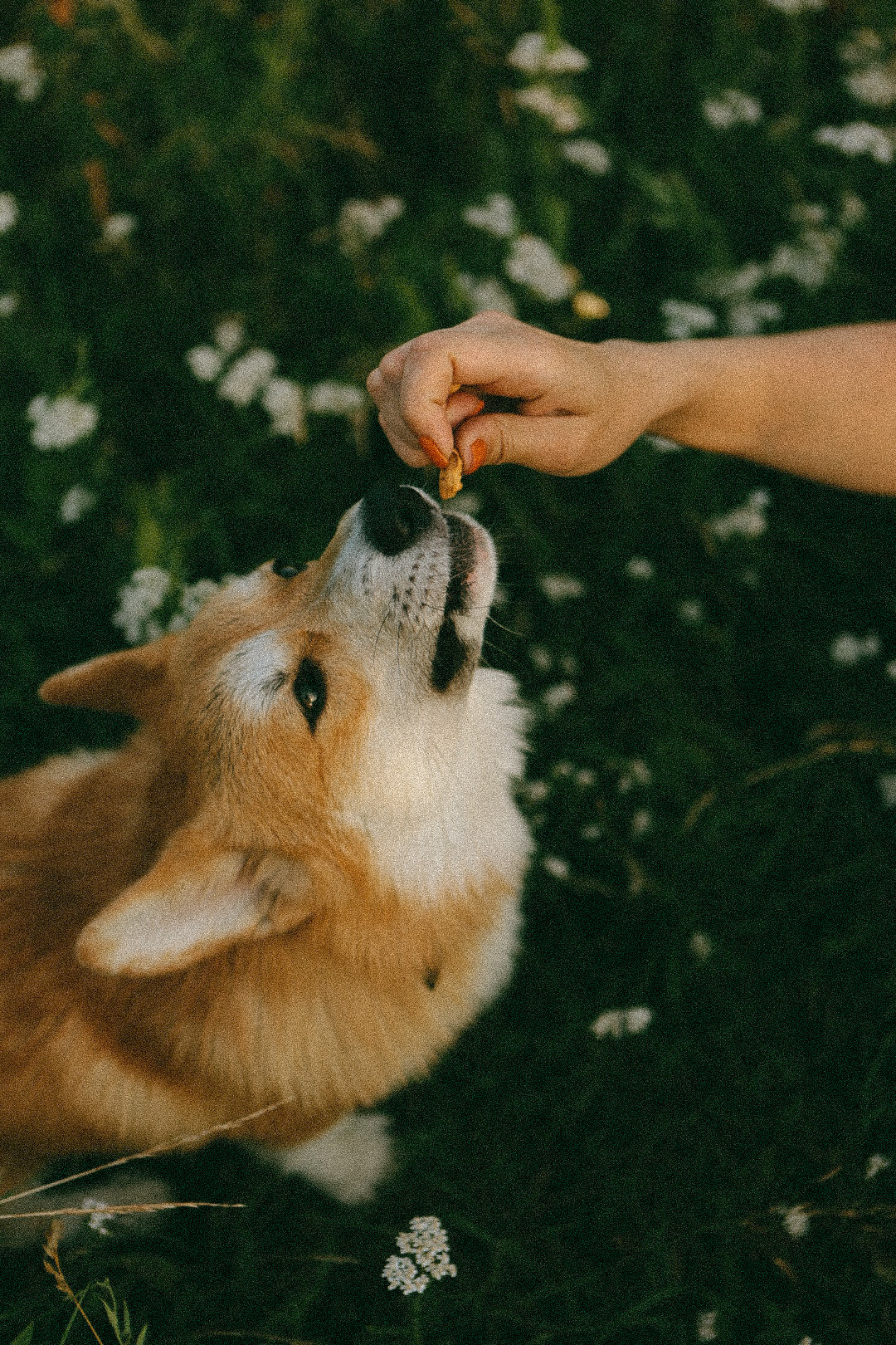 Лиза и Виндзор. Фотограф Нижний Новгород